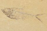 Fossil Fish Plate (Diplomystus & Knightia) - Wyoming #91597-3